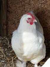 * RARE* White Marans Hatching