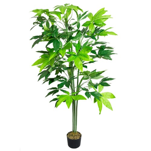 Schefflera plante arbre - plante,