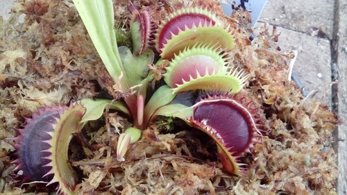Plantes carnivores dionaea 250 - plantes,