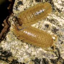 Trachelipus rathkii 'Orange'