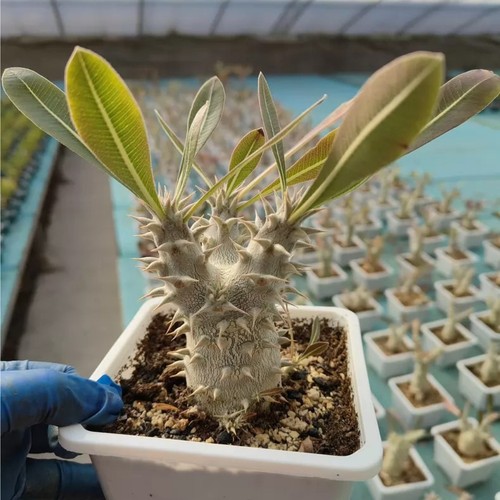 1pieces 8cm cactis live - 1pieces,