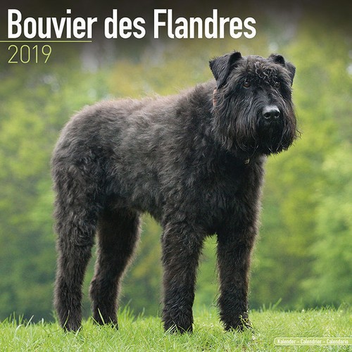 Calendrier 2019 bouvier - -,
