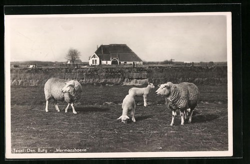 Texel den burg - den, hermanshoeve