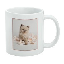 Miradoll Ragdoll Cat Kitten