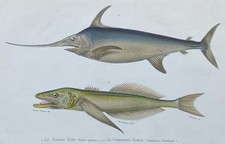 Zoologie Xiphias épée