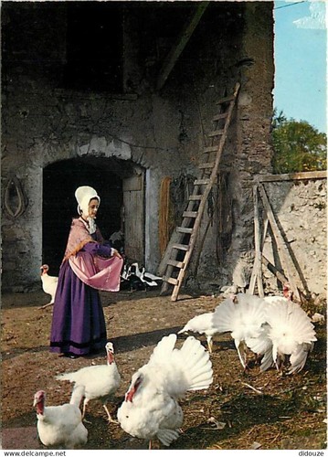 Carte postale animaux - carte,