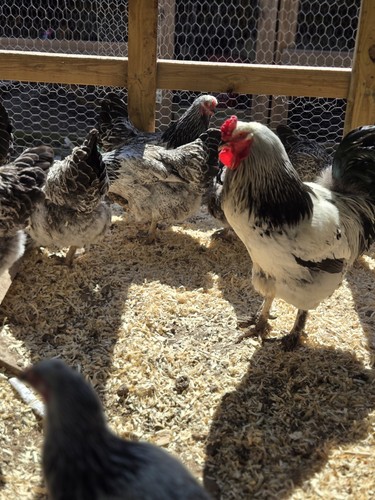 Light brahma fertile - +,