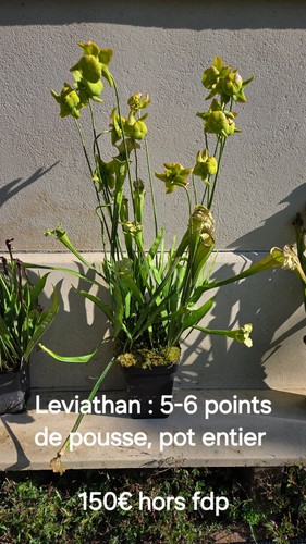Plante carnivore sarracenia - -,