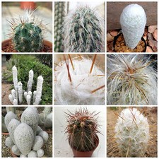 20 graines de Oreocereus