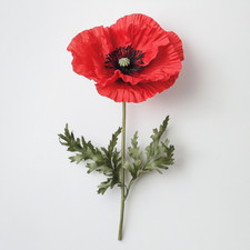 250 Graines de Coquelicot