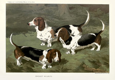 Affiche Retro Basset Hound -