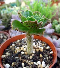 AEONIUM SMITHII plante grasse