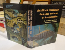 Cichlidés Africains Des Lacs