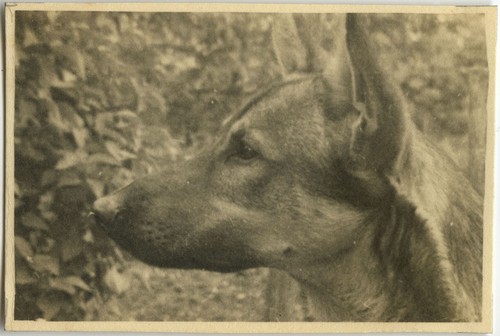 Antique photo vintage - antique,
