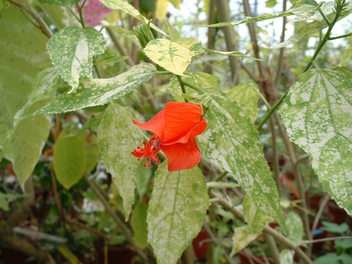 Hibiscus malvaviscus rouge - malvaviscus,