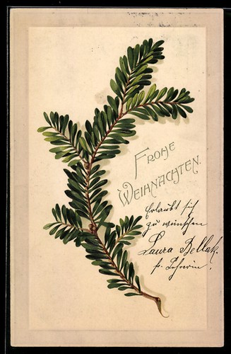 Branche sapin avec vœux de - vœux,