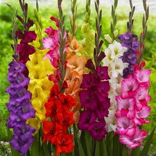 Bulbes de glaïeuls rustiques