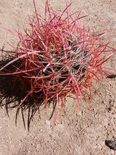 Beautiful Rare Red Berrel Cactus 