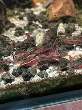 Crevette RED CHERRY LOT 30  + Mousse Varech