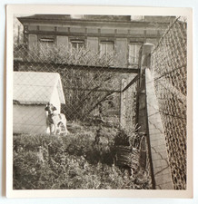 Dog Niche Grid Wire Mesh Cross Building - Vintage Photo Square Snapshot