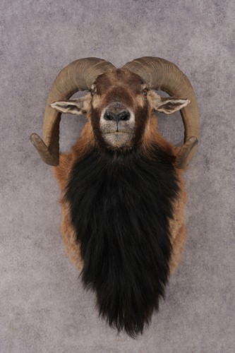 Mouflon sheep sku 3314 - mouflon,
