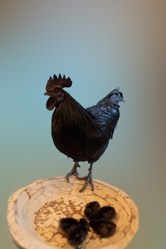 Free ayam cemani chicken - ayam,