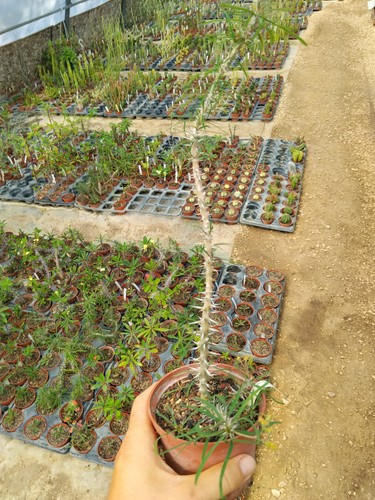 Euphorbia brachyphylla - , /