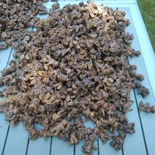 1983 BULLY  ARS EDITION