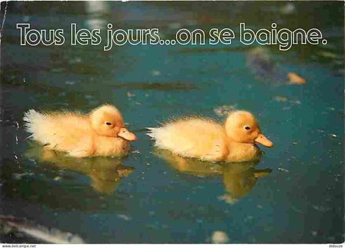 Carte postale animaux - carte,