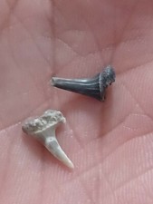 Odontaspis Acutissima. Dent de