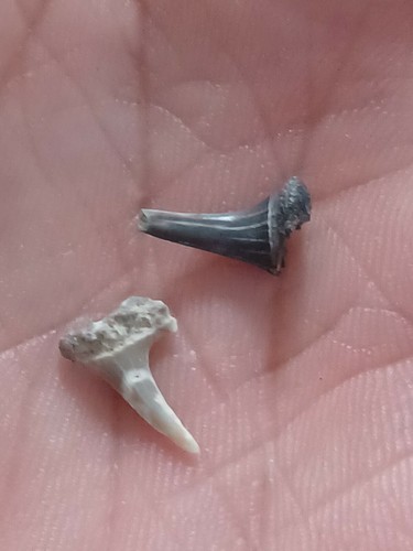 Odontaspis acutissima dent de - odontaspis,
