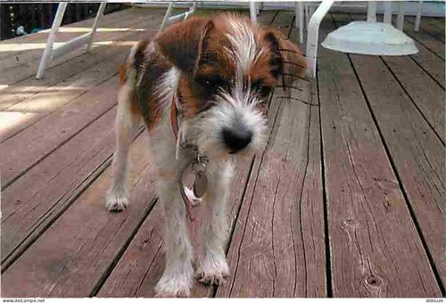 Carte postale animaux - carte,