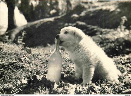 Carte postale animaux - postale,