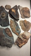 Lot de trilobites Ordovicien