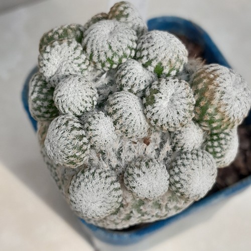 Rare epithelantha micromeris - rare,