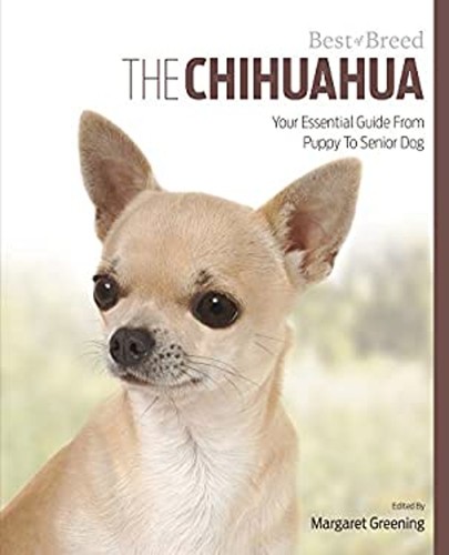 Chihuahua votre guide - chihuahua, :