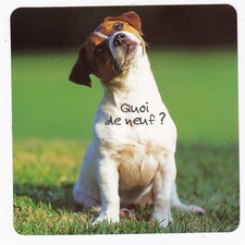 CHIEN  Chiot   CHIENS  carte postale   n°  FFU 0067  Quoi de neuf ?