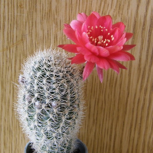 Graines echinopsis - de,