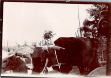 Turkey, Bursa, Bush, Cattle Hitch Vintage Silver Print Cit Print