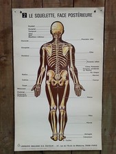 ANCIENNE AFFICHE MEDECINE-CORPS HUMAIN-2- LE SQUELETTE FACE POTERIEURE (2/11/18)