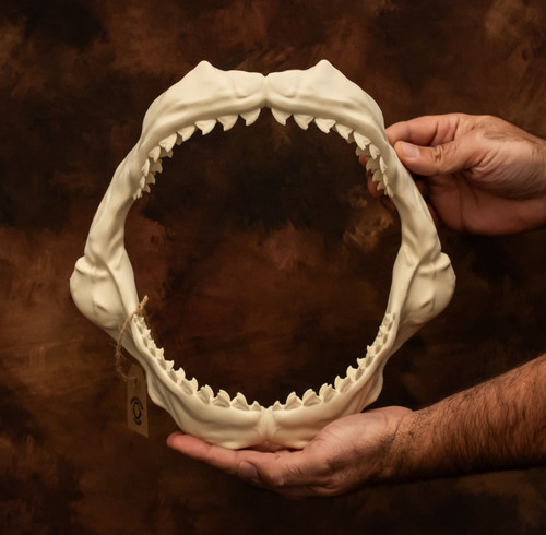 Tiger shark jaws and - and, rows