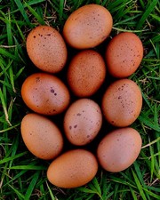 Splash Maran Fertile Hatching