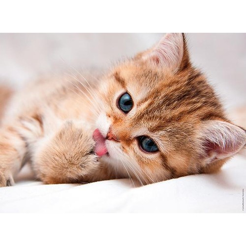 Nathan toilette chat - la,