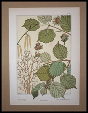  GRASSET, Eugène, Noisetier