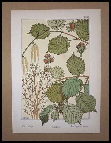 Grasset eugène noisetier - ,