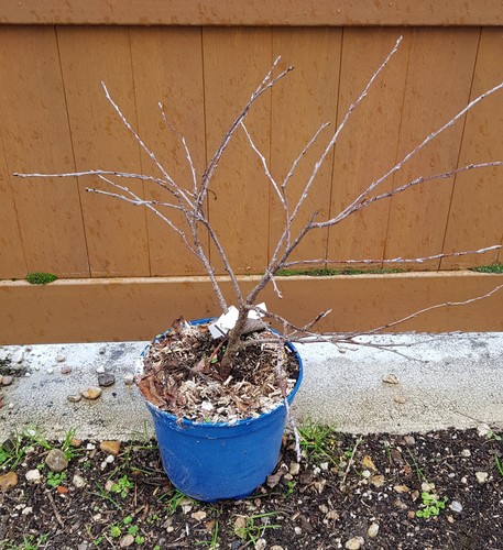 Prunus avium cherry baby - prunus,