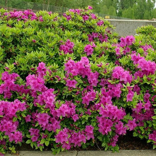Arbuste ornemental fleuri