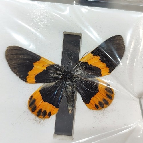 Real orange banded moth - 10,