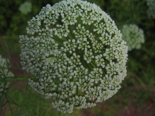 Graines ammi visnaga ou - ammi,