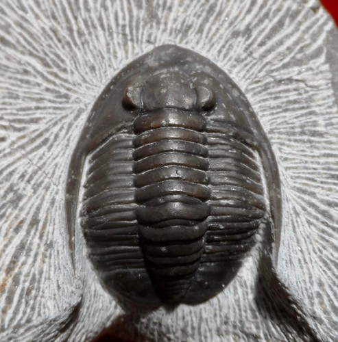 Trilobite dévonien maroc - trilobite,